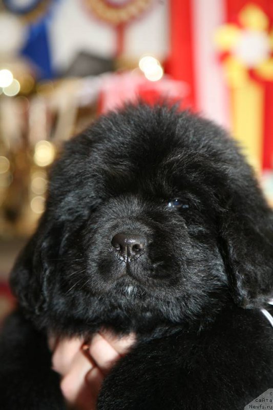 Фото: ньюфаундленд I'm The Queen Moon Bear