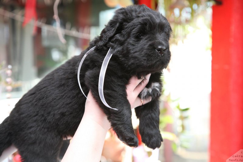 Фото: ньюфаундленд I'm The Queen Moon Bear