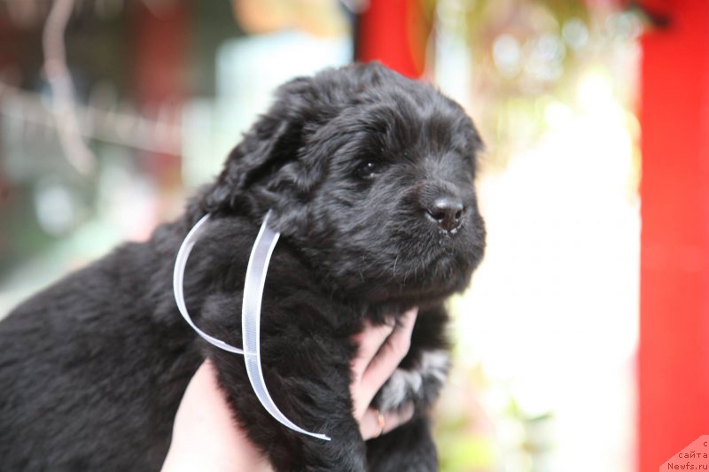 Фото: ньюфаундленд I'm The Queen Moon Bear