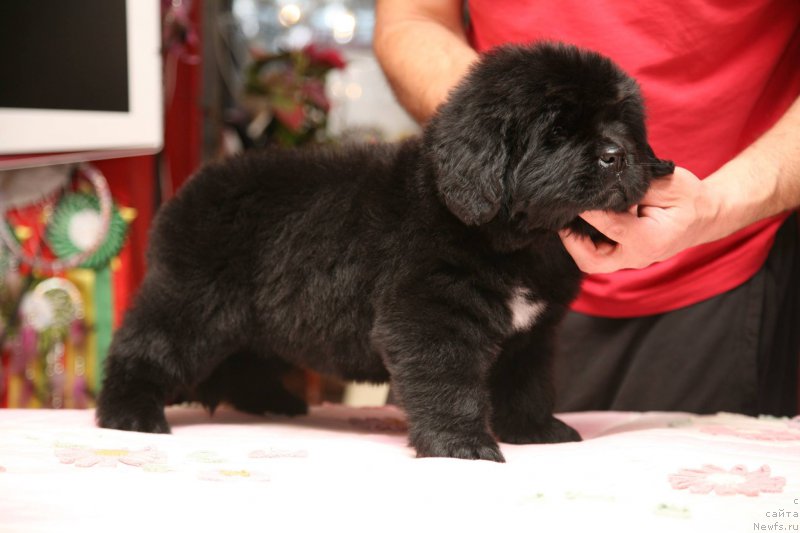 Фото: ньюфаундленд I'm The Queen Moon Bear