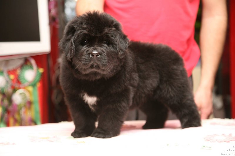 Фото: ньюфаундленд I'm The Queen Moon Bear