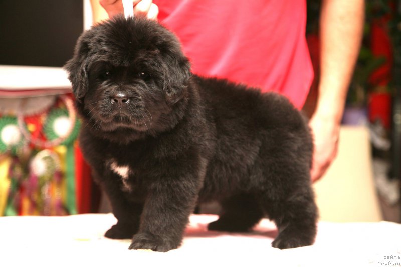 Фото: ньюфаундленд I'm The Queen Moon Bear