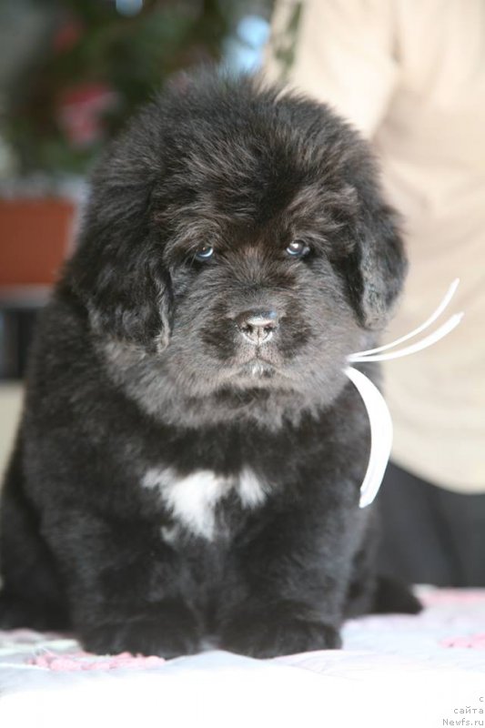 Фото: ньюфаундленд I'm The Queen Moon Bear