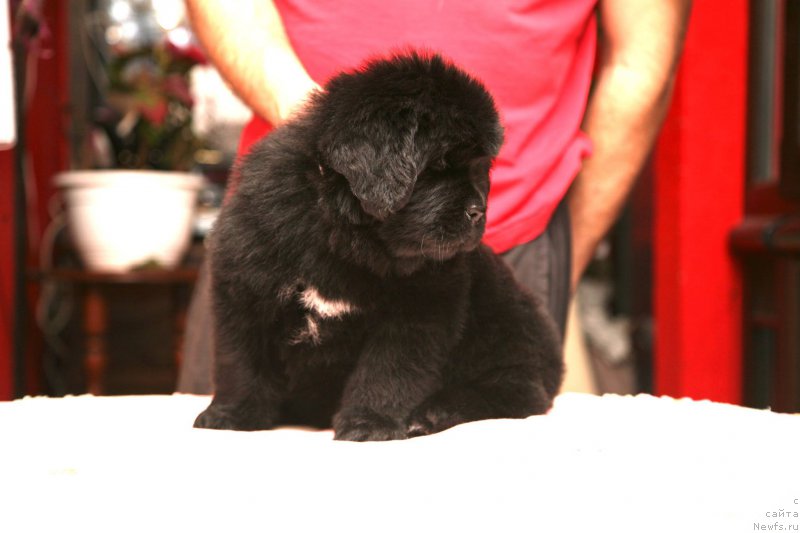 Фото: ньюфаундленд I'm The Queen Moon Bear