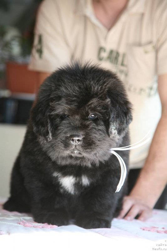 Фото: ньюфаундленд I'm The Queen Moon Bear
