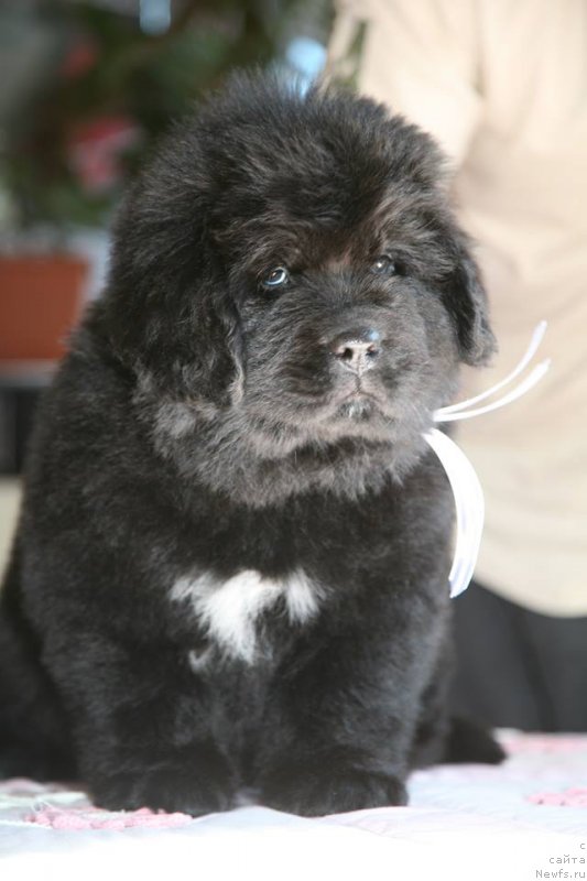 Фото: ньюфаундленд I'm The Queen Moon Bear