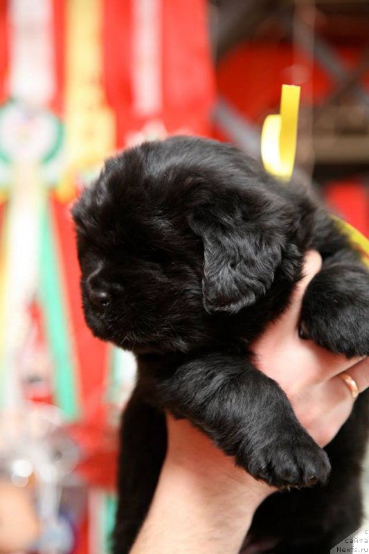 Фото: ньюфаундленд I'm Only For You Moon Bear