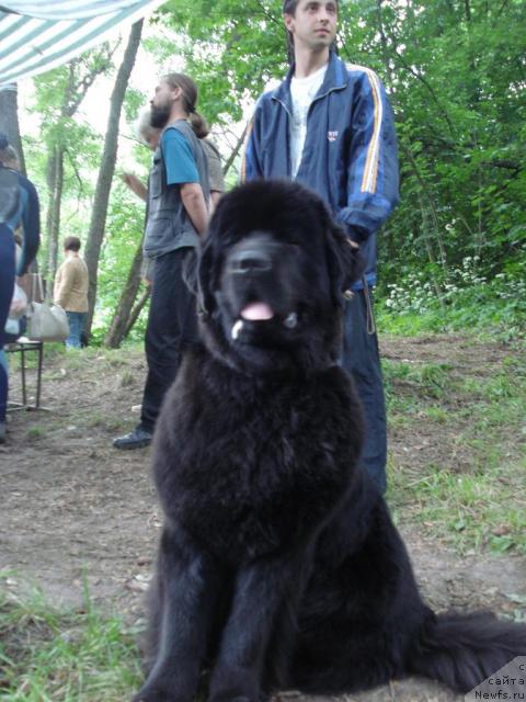 Фото: ньюфаундленд Skippers Only You for Smigar