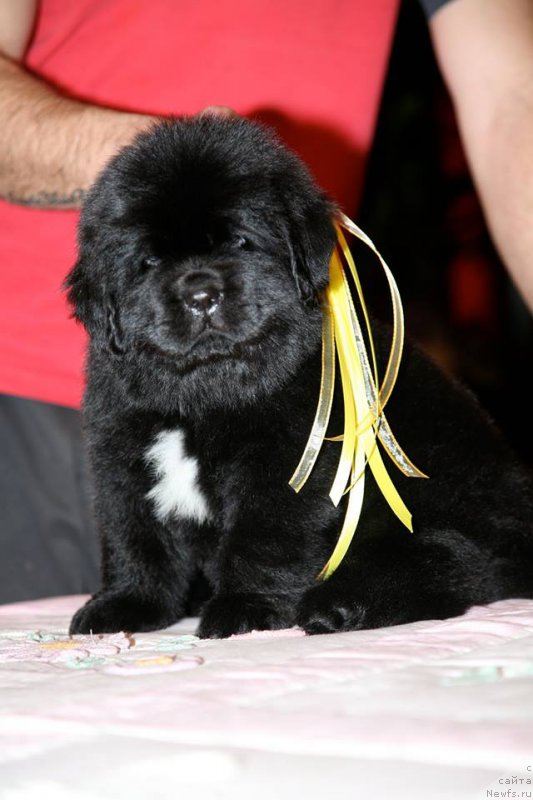 Фото: ньюфаундленд I'm Only For You Moon Bear