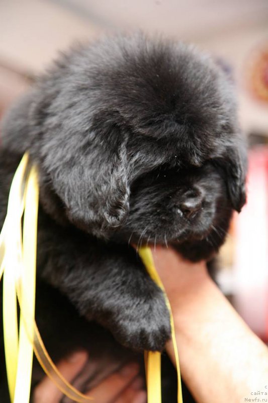 Фото: ньюфаундленд I'm Only For You Moon Bear