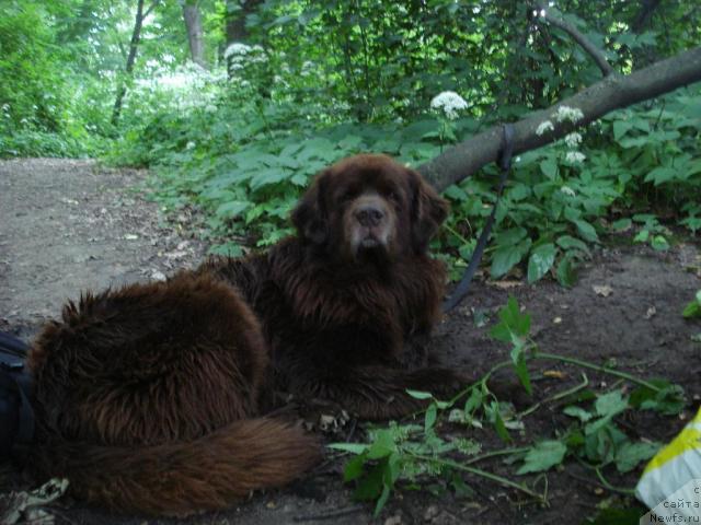 Фото: ньюфаундленд YUdjin s Berega Dona (Юджин с Берега Дона)