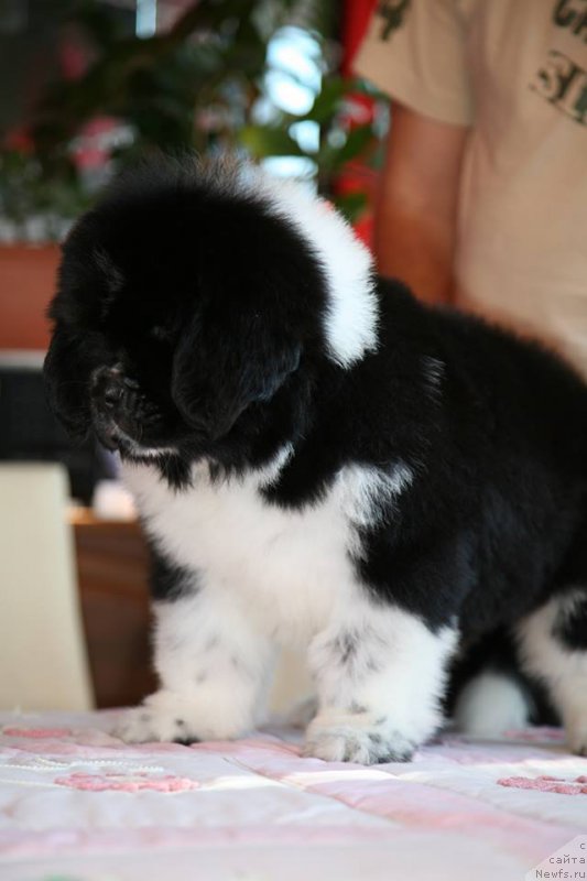 Фото: ньюфаундленд I love You Moon Bear