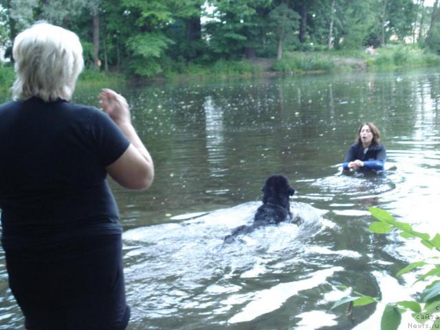 Фото: Galina Saryicheva (Галина Сарычева), ньюфаундленд Skippers Only You for Smigar, Kseniya Semikova (Ксения Семикова)