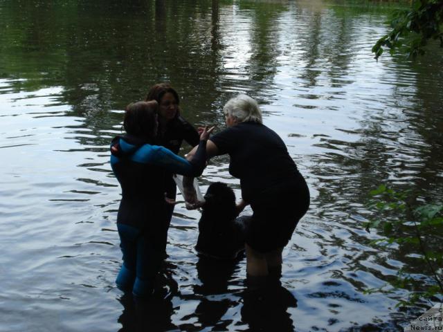 Фото: Ol'ga Koroleva (Ольга Королева), Kseniya Semikova (Ксения Семикова), Galina Saryicheva (Галина Сарычева), ньюфаундленд Skippers Only You for Smigar