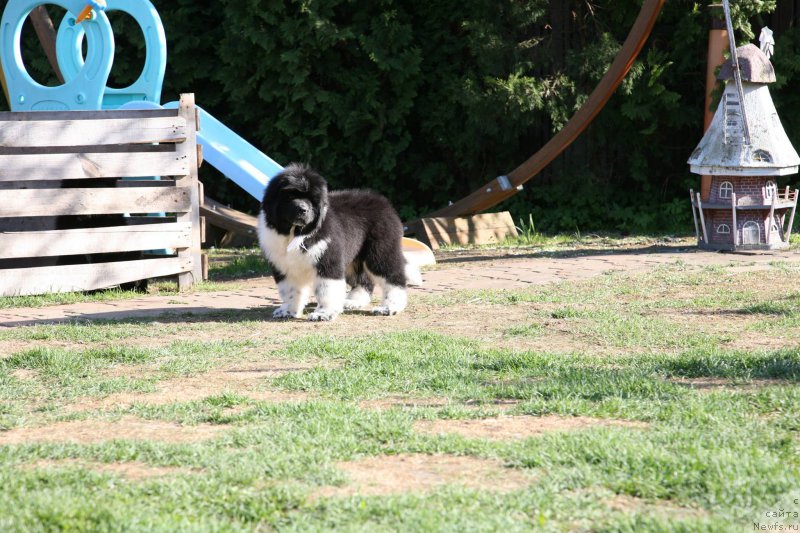 Фото: ньюфаундленд I love You Moon Bear