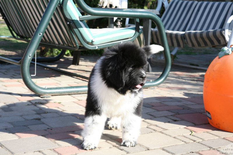 Фото: ньюфаундленд I love You Moon Bear