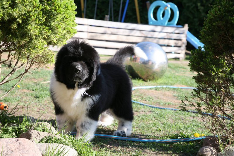 Фото: ньюфаундленд I love You Moon Bear