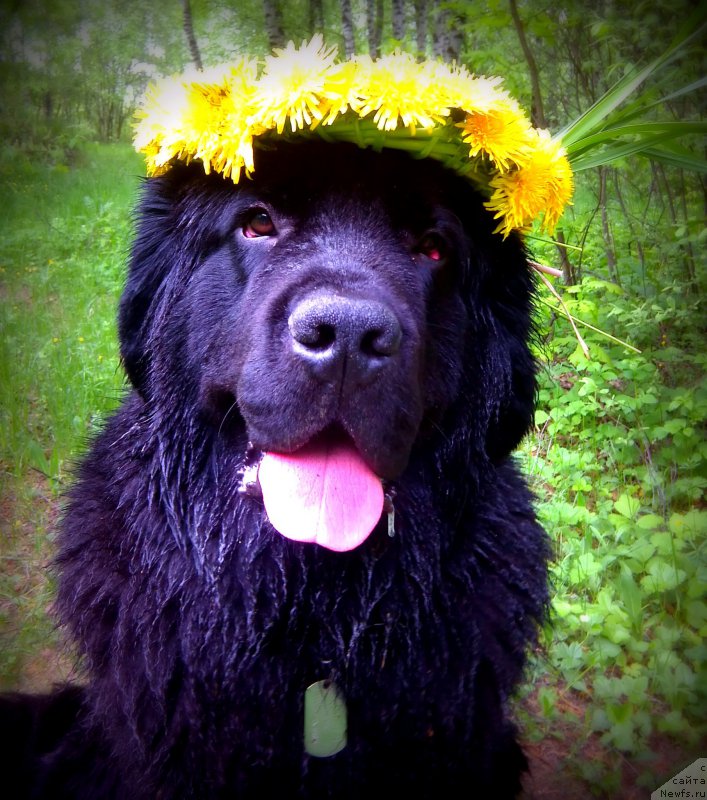 Фото: ньюфаундленд Chernyj Chank s Berega Dona (Черный Чанк с Берега Дона)