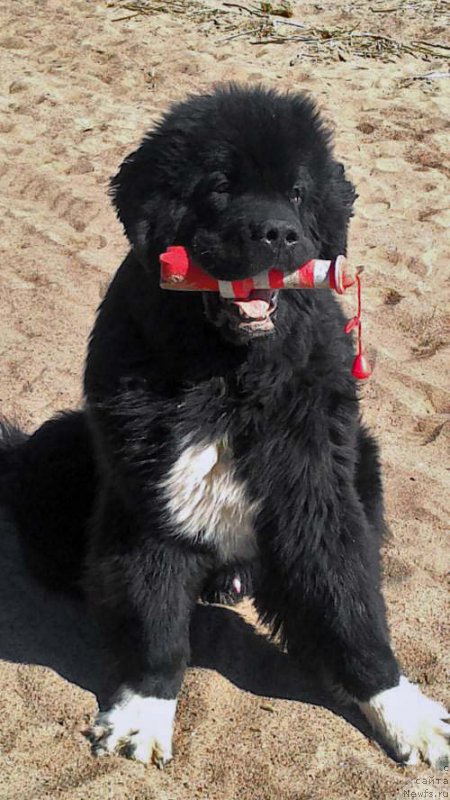 Фото: ньюфаундленд Piternyuf Omnia Vincet Amor (Питерньюф Омниа Винсет Амор)