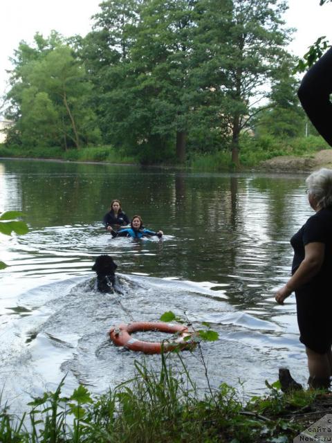 Фото: Ol'ga Koroleva (Ольга Королева), Kseniya Semikova (Ксения Семикова), ньюфаундленд Skippers Only You for Smigar, Galina Saryicheva (Галина Сарычева)