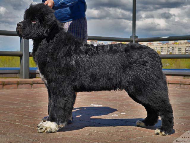 Фото: ньюфаундленд Piternyuf Omnia Vincet Amor (Питерньюф Омниа Винсет Амор)