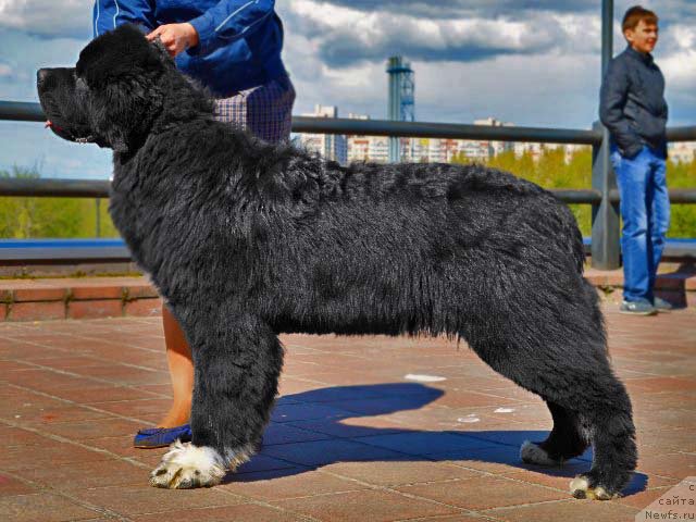 Фото: ньюфаундленд Piternyuf Omnia Vincet Amor (Питерньюф Омниа Винсет Амор)