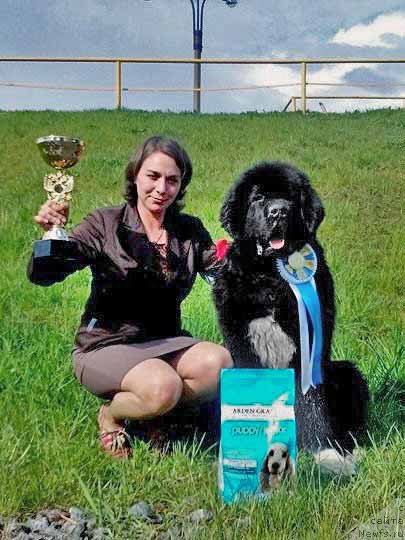 Фото: ньюфаундленд Piternyuf Omnia Vincet Amor (Питерньюф Омниа Винсет Амор), Kseniya Semikova (Ксения Семикова)