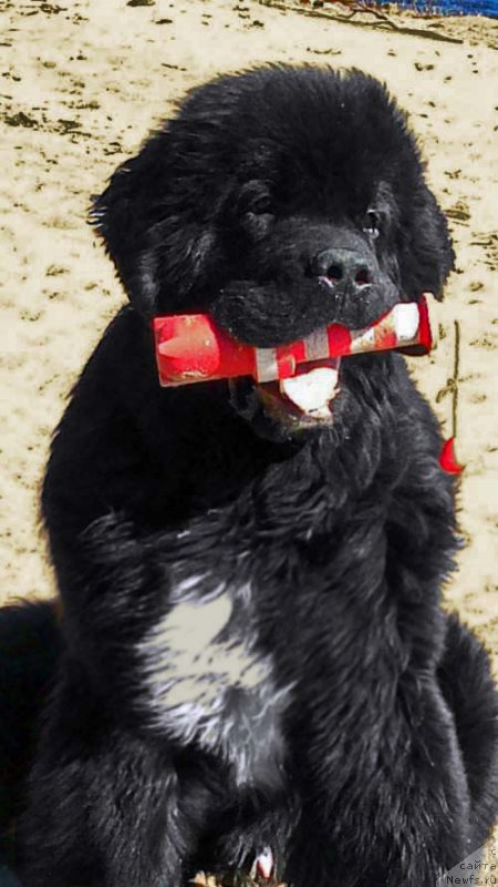 Фото: ньюфаундленд Piternyuf Omnia Vincet Amor (Питерньюф Омниа Винсет Амор)