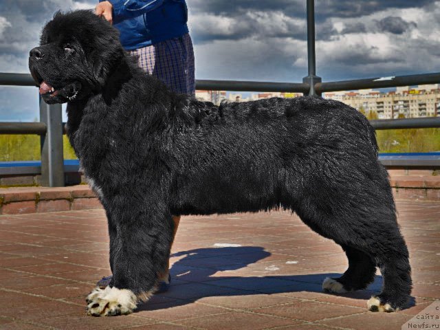 Фото: ньюфаундленд Piternyuf Omnia Vincet Amor (Питерньюф Омниа Винсет Амор)
