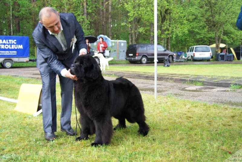 Фото: ньюфаундленд Chudo Choice Zvezdnyj Dar s Berega Dona (Чудо Чойс Звездного Дара с Берега Дона)