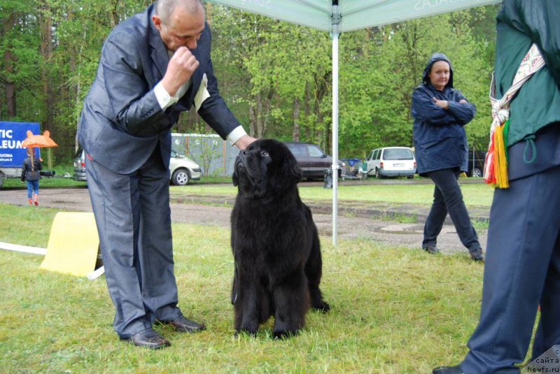 Фото: ньюфаундленд Chudo Choice Zvezdnyj Dar s Berega Dona (Чудо Чойс Звездного Дара с Берега Дона)