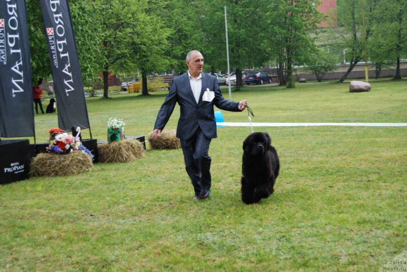 Фото: ньюфаундленд Chudo Choice Zvezdnyj Dar s Berega Dona (Чудо Чойс Звездного Дара с Берега Дона)