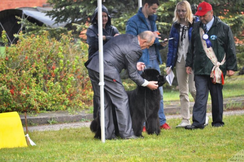 Фото: ньюфаундленд Chudo Choice Zvezdnyj Dar s Berega Dona (Чудо Чойс Звездного Дара с Берега Дона)