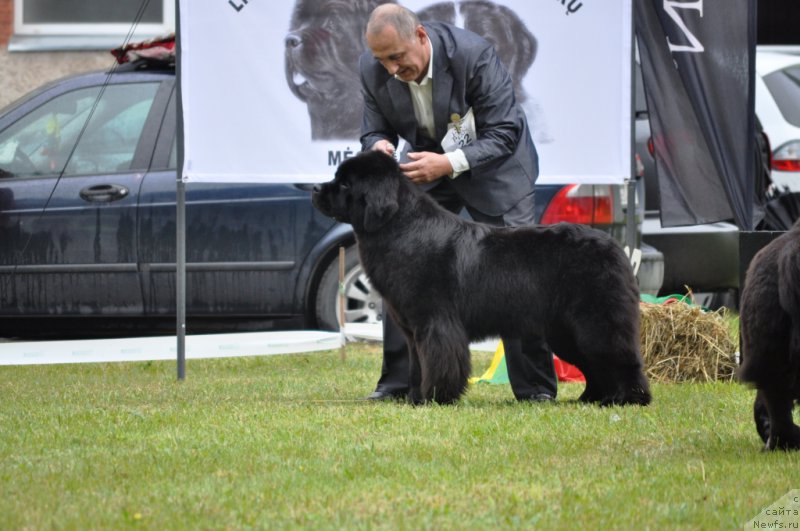 Фото: ньюфаундленд Chudo Choice Zvezdnyj Dar s Berega Dona (Чудо Чойс Звездного Дара с Берега Дона)