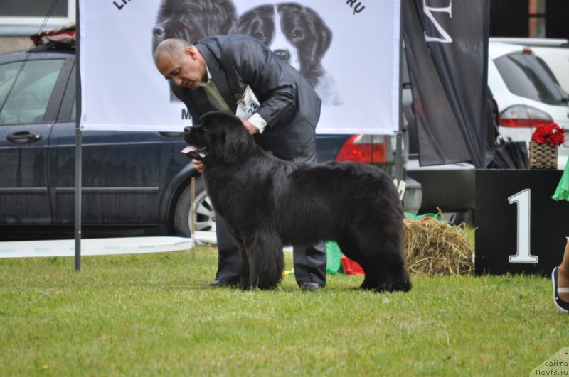 Фото: ньюфаундленд Chudo Choice Zvezdnyj Dar s Berega Dona (Чудо Чойс Звездного Дара с Берега Дона)