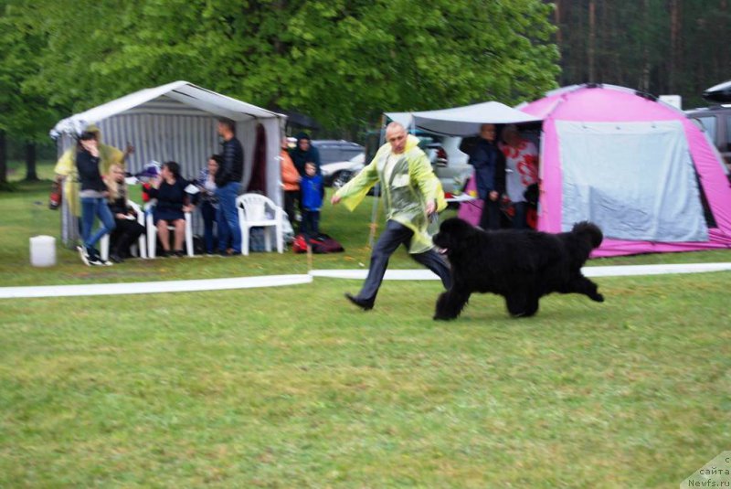 Фото: ньюфаундленд Zvezdnij Dar Agassi (Звездный Дар Агасси)