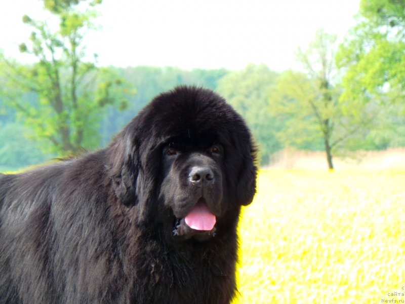 Фото: ньюфаундленд Zvezdnij Dar Agassi (Звездный Дар Агасси)