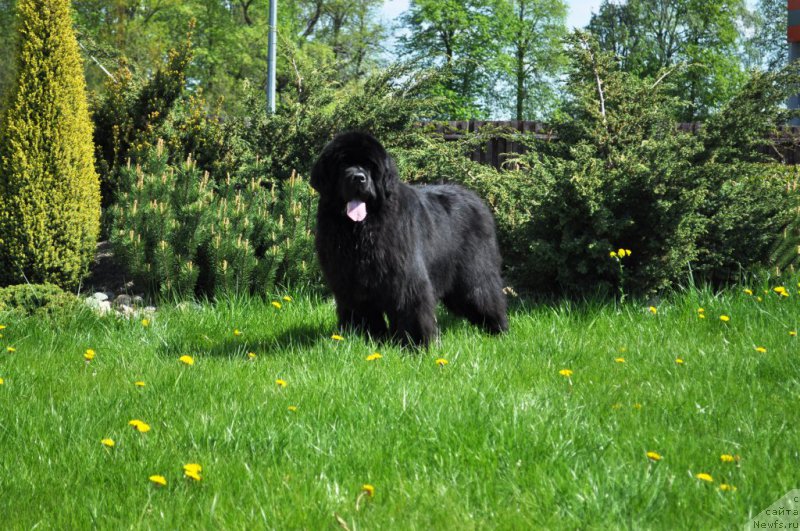 Фото: ньюфаундленд Zvezdnij Dar Agassi (Звездный Дар Агасси)