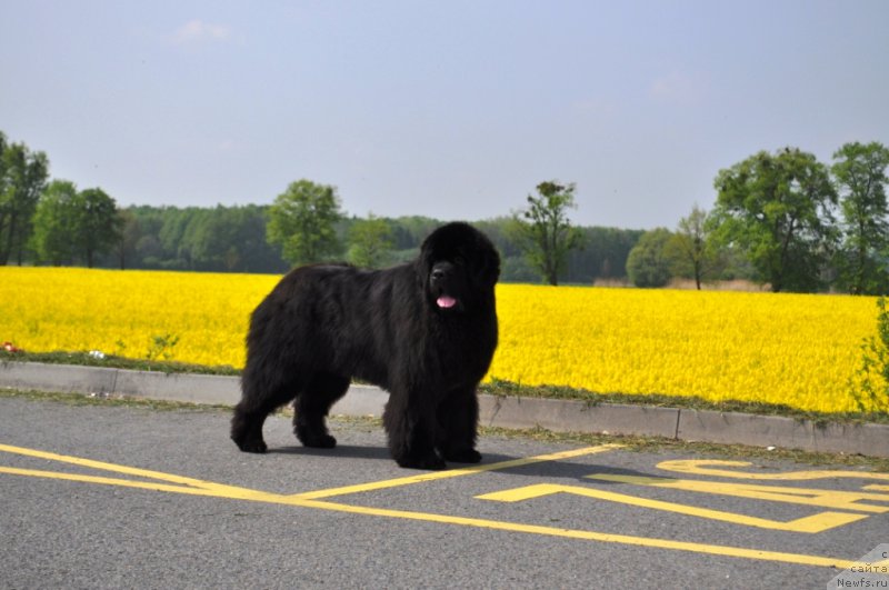 Фото: ньюфаундленд Zvezdnij Dar Agassi (Звездный Дар Агасси)