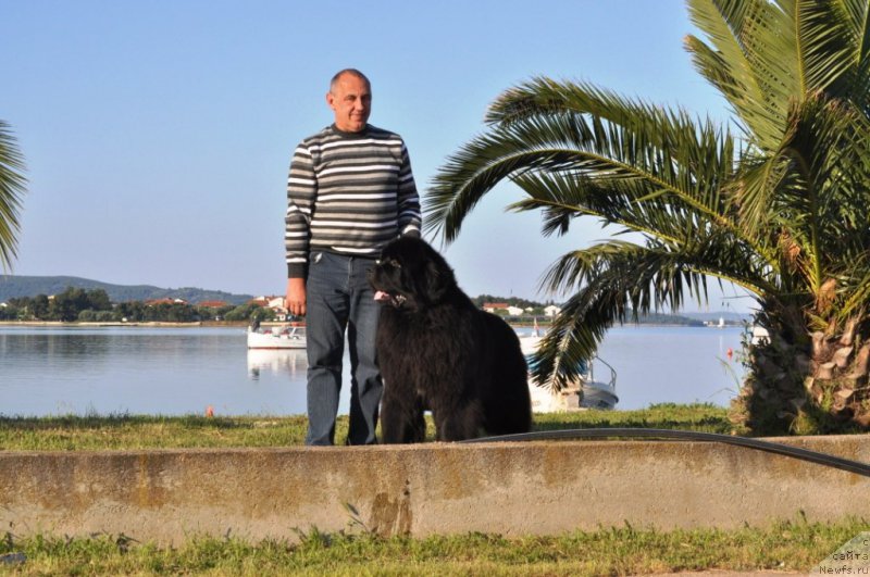 Фото: ньюфаундленд Zvezdnij Dar Agassi (Звездный Дар Агасси)