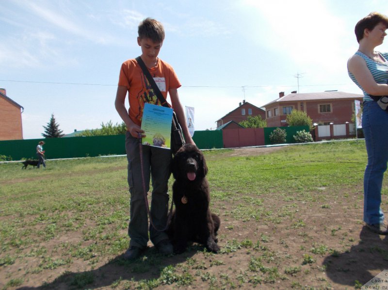 Фото: ньюфаундленд Eho Moskvy s Berega Dona (Эхо Москвы с Берега Дона), и Миша
