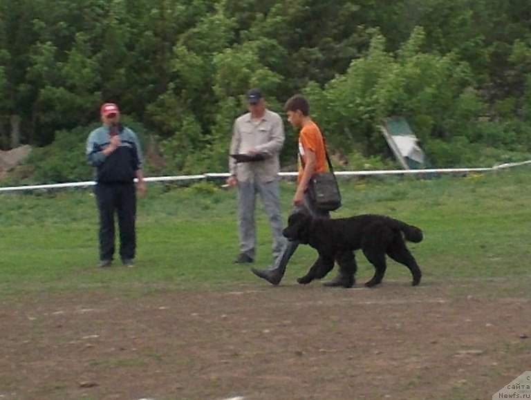 Фото: ньюфаундленд Eho Moskvy s Berega Dona (Эхо Москвы с Берега Дона), Миша, Бахчев В.Г. и судья Лисовец А.Н.