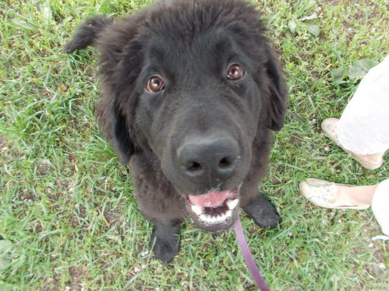 Фото: ньюфаундленд Eho Moskvy s Berega Dona (Эхо Москвы с Берега Дона)