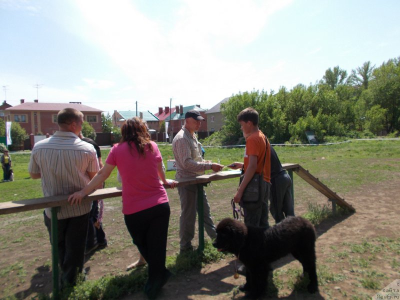 Фото: ньюфаундленд Eho Moskvy s Berega Dona (Эхо Москвы с Берега Дона), Миша судья Лисовец А.Н.