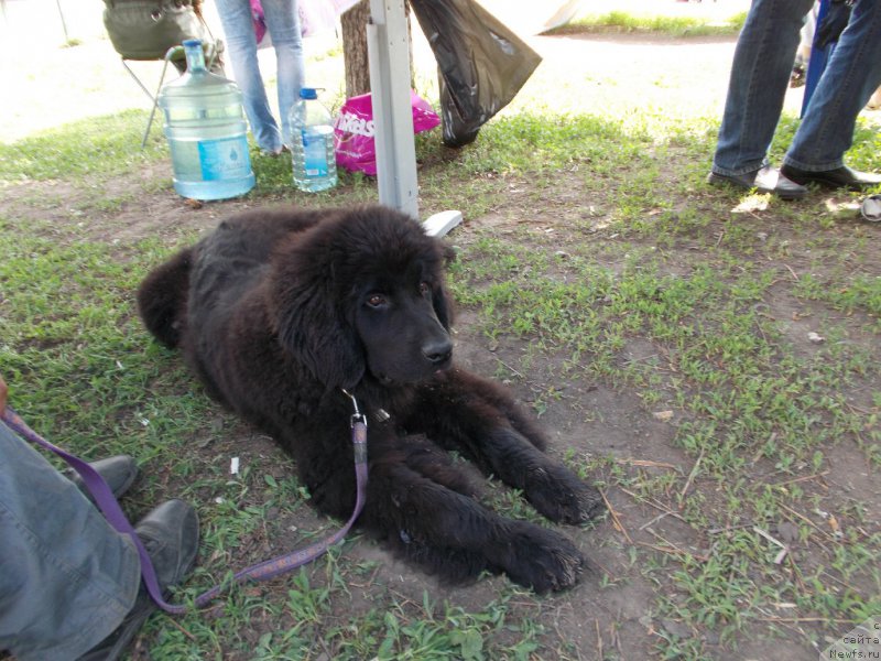 Фото: ньюфаундленд Eho Moskvy s Berega Dona (Эхо Москвы с Берега Дона)