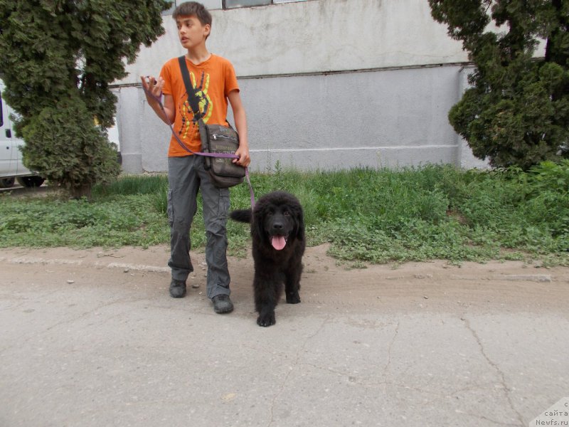 Фото: ньюфаундленд Eho Moskvy s Berega Dona (Эхо Москвы с Берега Дона), и Миша