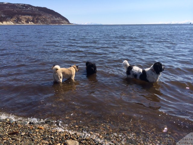 Фото: ньюфаундленд Chistolybivaya Chic s Berega Dona (Честолюбивая Чик с Берега Дона)