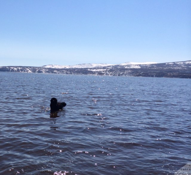 Фото: ньюфаундленд Chistolybivaya Chic s Berega Dona (Честолюбивая Чик с Берега Дона)