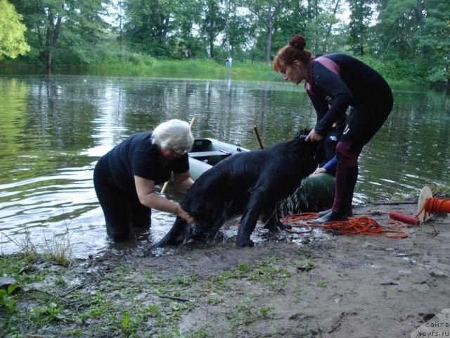 Фото: Galina Saryicheva (Галина Сарычева), ньюфаундленд Skippers Only You for Smigar, Ekaterina Kormakova (Екатерина Кормакова)