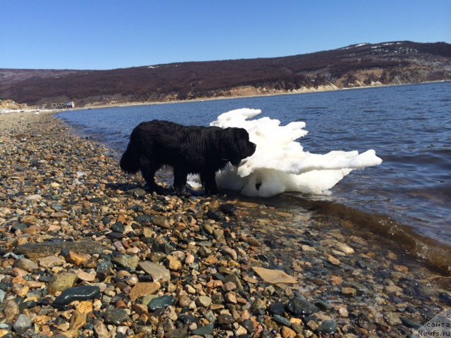 Фото: ньюфаундленд Chistolybivaya Chic s Berega Dona (Честолюбивая Чик с Берега Дона)